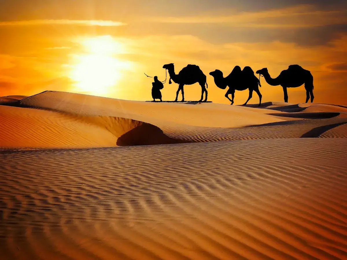 How to access and transfer to Dubai Safari